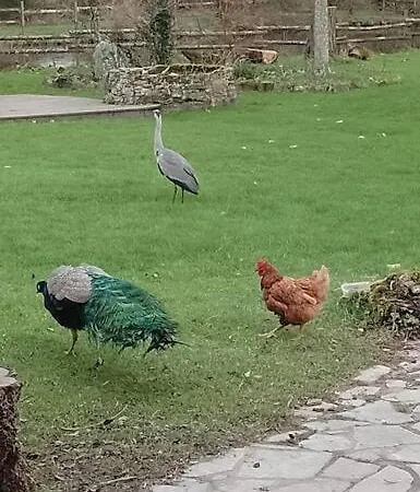 Apartman Atypique Et Dans Les Marais, Espace Ouvert *