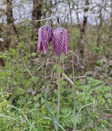 Atypique Et Dans Les Marais, Espace Ouvert